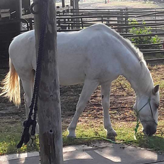 Horse